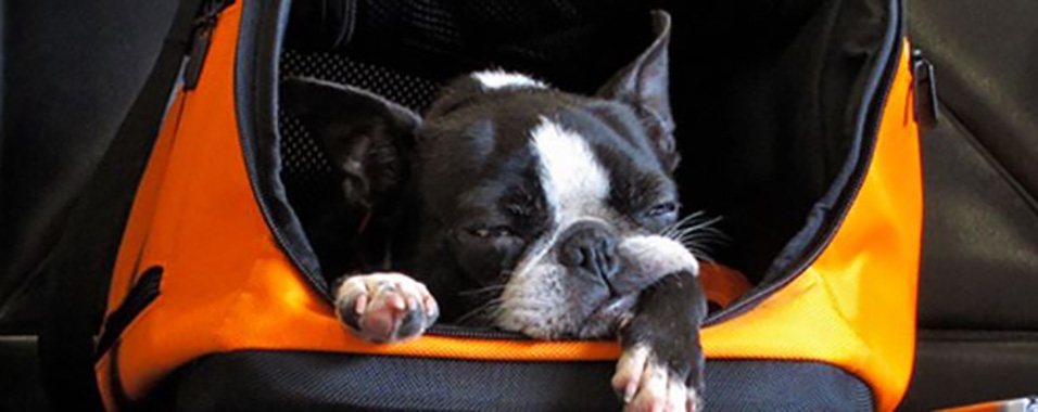 Más posibilidades para viajar con tu mascota